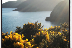 LYDSTEP-GORSE
